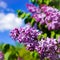 Blooming lilac bush on a background of blue clear sky on a sunny day