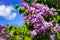 Blooming lilac bush on a background of blue clear sky on a sunny day