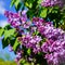 Blooming lilac bush on a background of blue clear sky on a sunny day