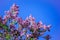 Blooming lilac bush on a background of blue clear sky on a sunny day