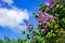 Blooming lilac bush on a background of blue clear sky on a sunny day