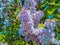 Blooming lilac bush on a background of blue clear sky on a sunny day. Closeup of blossomed lilac flower bushes against blue sky