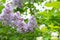 Blooming lilac clusters, green foliage