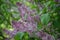 Blooming lilac Country house Flowers for garden