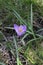 Blooming lilac crocus in the park in the spring. Nature photo