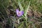 Blooming lilac crocus in the park in the spring. Nature photo.