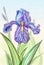 Blooming lilac iris