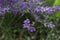 Blooming lilac lavender with bee, close up, background. Fragrant beautiful flowers bloom in summer in the garden