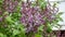 Blooming lilac near the house in front of the window.Sunny spring day