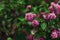 Blooming lilac pink flowers colorfull background. Syringa Meyeri Palibin