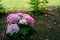 Blooming lilac and pink small hydrangea bush