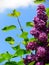 Blooming lilac in purple with green leaves and blue sky