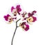 Blooming lilac spotty orchid, phalaenopsis is isolated on white