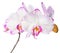 Blooming lilac striped orchid, phalaenopsis