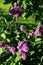 Blooming lilac on a sunny day. Pearly june beetle on foliage