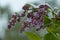 Blooming lilac under the snow