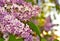 Blooming lilacs.