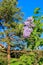 Blooming lilacs branch, pine and blue sky in springtime. Violet florets of lilac spring in garden.