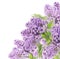 Blooming lilacs corner border, isolated