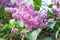 Blooming lilacs. Wallpapers with spring flowers