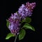 Blooming Lilas: Meticulous Photorealistic Still Lifes In New American Color Photography