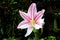 Blooming lilies blush with bright color