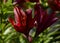 Blooming Lilies. Planting material. Perennial flowers. Blooming lilies in the flowerbed
