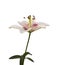 Blooming Lily Asiatic hybrids on a white background isolated