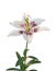 Blooming Lily Asiatic hybrids on a white background isolated