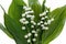 Blooming Lily of the valley