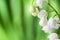 Blooming Lily of the valley on a background of defocused green leaves