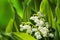 Blooming Lily of the valley in spring garden