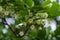 Blooming linden branches with flowers in spring time