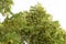 Blooming linden branches during spring time against blue sky.