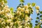 Blooming linden tree