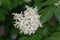 Blooming linden tree in the garden in the rain