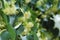 Blooming linden tree. Gardens and gardens. Trees for honey bees. Pollen and sweet smell. Macro photography of nature.