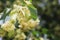 Blooming linden tree. Gardens and gardens. Trees for honey bees. Pollen and sweet smell. Macro photography of nature.