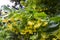 Blooming linden, yellow flowers