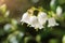 Blooming lingonberry or cowberries in the forest closeup. Macro photo.