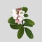 Blooming lingonberry. A northern wild lingonberry plant, Vaccinium vitis-idaea, which blooms in the spring in the forests. Vaccini