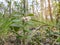 Blooming lingonberry in the summer forest