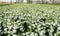 Blooming Lisianthus plants in a greenhouse