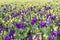 Blooming Lisianthus plants in a greenhouse