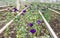 Blooming Lisianthus plants in a greenhouse