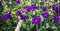 Blooming Lisianthus plants in a greenhouse