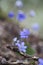 Blooming liverleaf, Hepatica nobilis