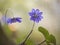 Blooming liverleaf, Hepatica nobilis