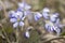 Blooming liverleafs, Hepatica nobilis