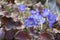 Blooming liverleafs, Hepatica nobilis